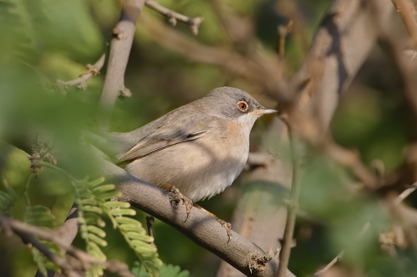 image Menetries's Warbler